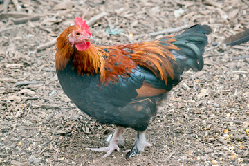 the rooster is looking for food