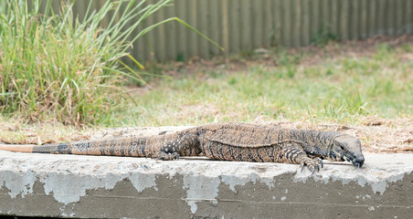 the lace lizard has a black face with a body of black and white spots