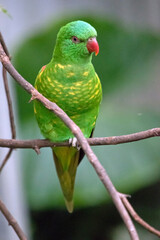 the scaly breasted lorikeet is perched on a bush