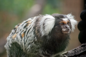 Naklejka premium this is a close up of a marmoset