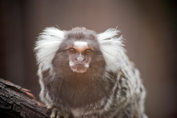 the marmoset is a black grey and white monkey with white fuffy ears