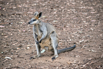 Naklejka premium this is a male swamp wallaby