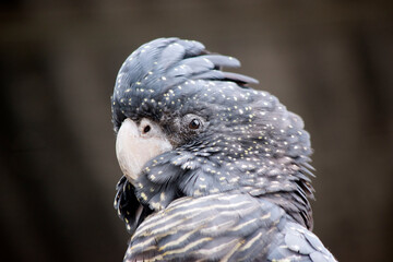 the female red tailed black cockatoo is black with yellow spots on it face and yellow on the tips...