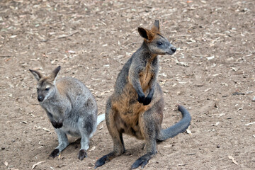 the two wallabies are looking for food