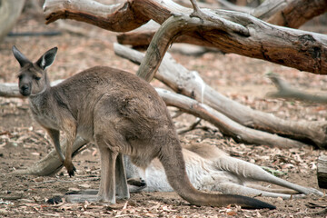 the western grey kangaroo is brown with black paws