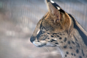 this is a close up of a serval