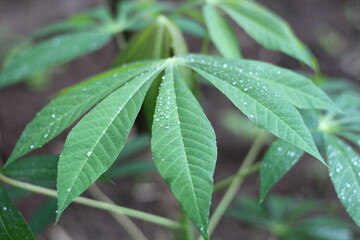 cassava leaves with drops of morning dew