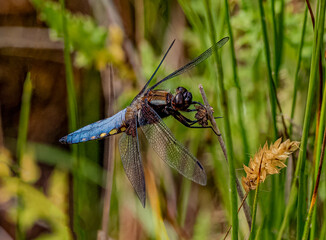 dragonfly on the grass