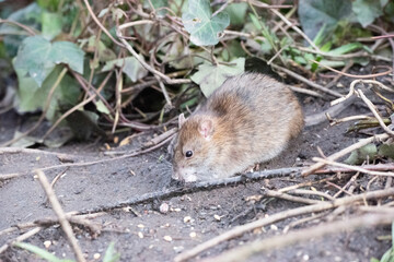Rat at Sale Water Park