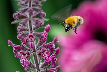 bee on flower in flight