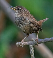 Wren on a branch