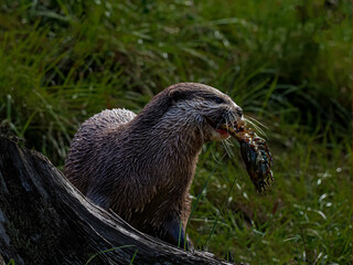 Otter with Crayfish 