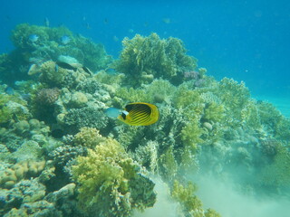 Underwater Coral Reef