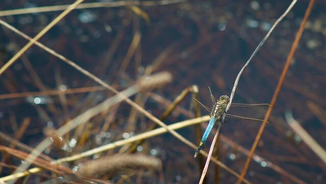 Beautiful blue tailed Dragonfly with its detailed wings and body, on a delicate grass reed surrounded by water in an outdoor nature park. Filmed in a forest in Australia.

