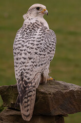 White Gyrfalcon