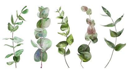 plant isolated on white background