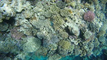Naklejka na ściany i meble Underwater Coral Reef