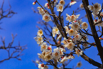 봄바람과 함께 피어나는 봄꽃, 벚꽃과 파란색 하늘