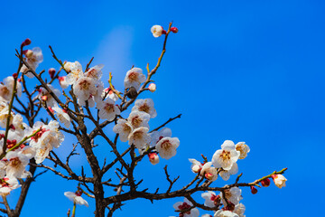 봄바람과 함께 피어나는 봄꽃, 벚꽃과 파란색 하늘