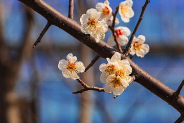 봄바람과 함께 피어나는 봄꽃, 벚꽃과 파란색 하늘
