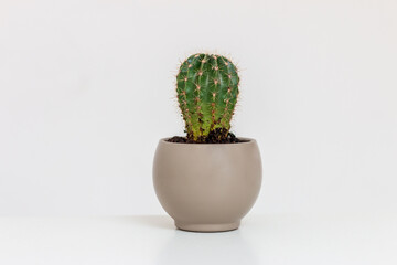 Cactus in pot. Medical concept of hemorrhoids, anal pains