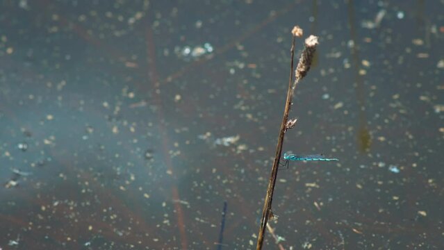 Beautiful small bright blue dragonfly on a delicate grass reed surrounded by water in an outdoor nature park. Filmed at a pond in a forest in Australia.

