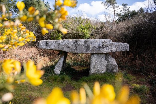 Dolmen eingerahmt von gelben Blumen in der Bretagne