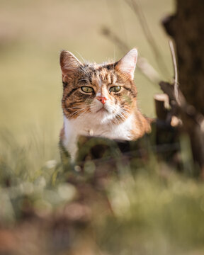 Cat Judging You From Behind A Tree