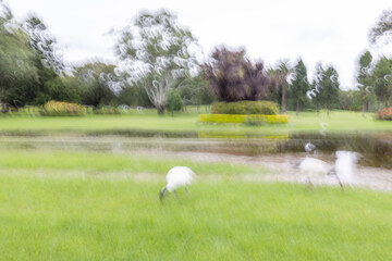 Impressionistic abstract created by intentional camera movement at long exposure displaying a park...