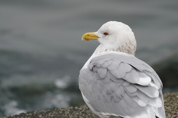 herring duck closed up