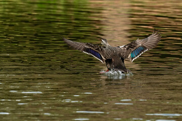 eurasian spot billed duck in the pond