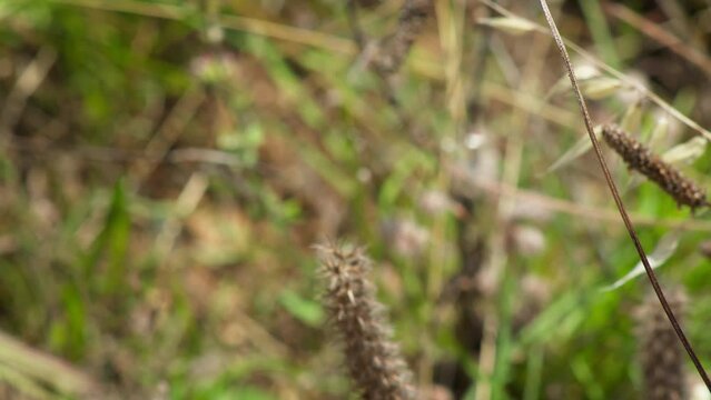 Beautiful small green dragonfly on a wheat grass stem with soft textured grass in the background. The dragonfly flies away beating its wings. Filmed at sundown in a nature park in Australia.
