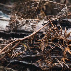 Dry fern leaves