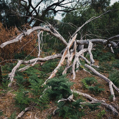 Obraz premium Tree trunk