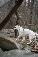 dog hiking in the woods