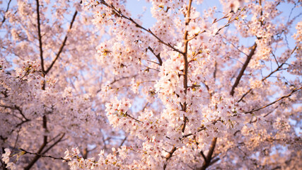 満開の桜と青空