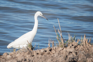 Obraz premium Little egret or Egretta garzetta of white plumage with black legs and beak, walking along the shore of a wetland. Brazo del Este, Doñana (Spain).