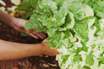 Homegrown fresh green vegetables, support local famer, share produce community, sustainable living, vegan plant based healthy diet concept