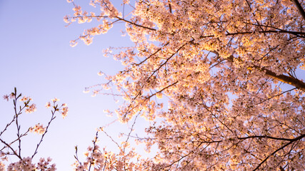 満開の桜と青空