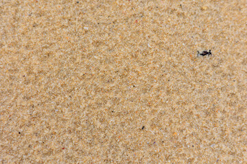 Fototapeta na wymiar ざらざらした質感のある砂の背景素材