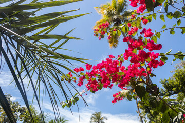 Plants to the sky