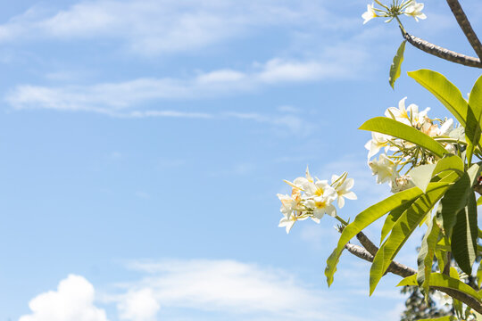 Jasmim, flores brancas, c&eacute;u azul, paisagem minimalista