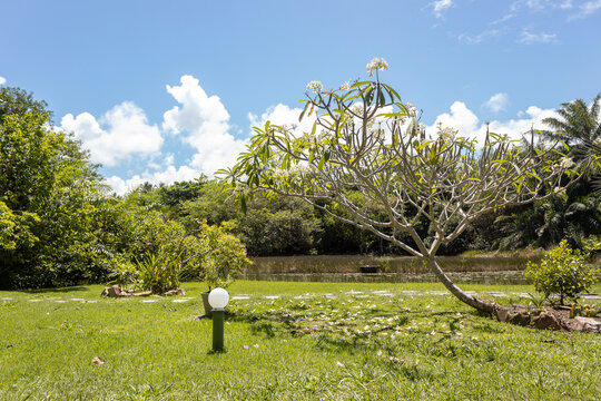 &Aacute;rvore de jasmim, com uma paisagem, ao redor de um lago, com muitas &aacute;rvores em volta.