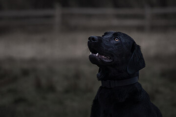 2022-04-01 PORTRAIT OF A BLACK LABRADOR LOOKING UP TO THE LEFT OF THE FRAME WITH A BEAUTIFUL BRIGHT EYE AND A SUBDUED AND BLURRY BACKGROUND