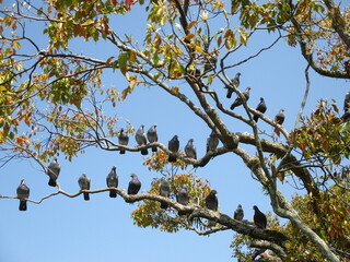 一本の木にたくさんの鳩がとまっているいる珍しい風景