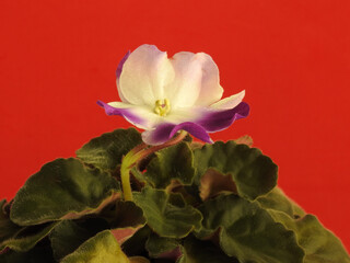 Close-up of a delicate white and lilac African violet, standing out among its green leaves. Red background.