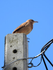 Close-up of a small bird perched on a lamp post. Blue sky on a sunny day.