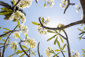 Jasmim, flores brancas, céu azul, paisagem minimalista