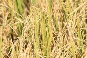 Obraz premium The golden rice fields are germinating and ready to be harvested.