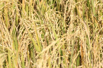 The golden rice fields are germinating and ready to be harvested.